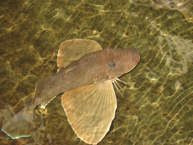 Prionotus carolinus (Linnaeus, 1771)